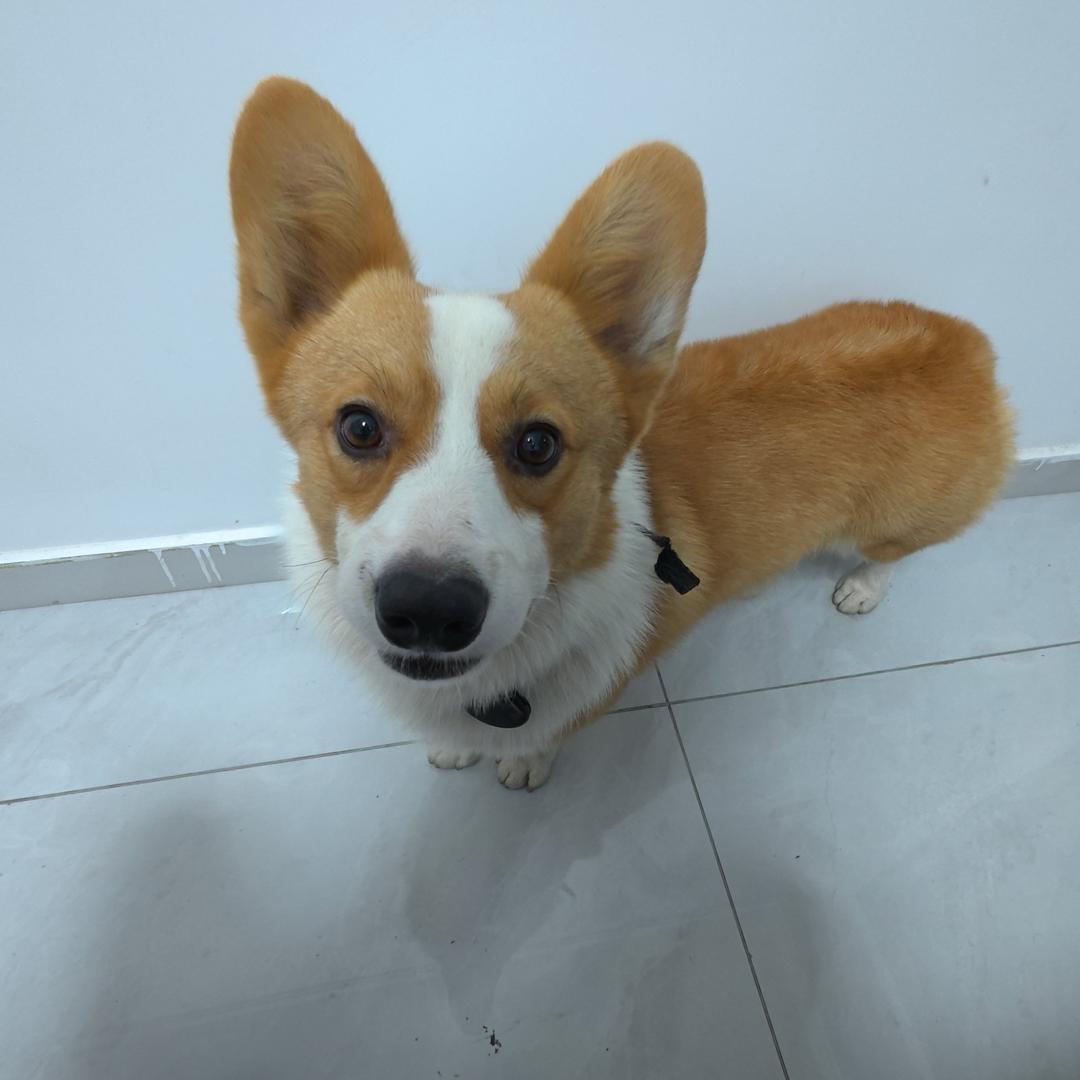 郑儿八经