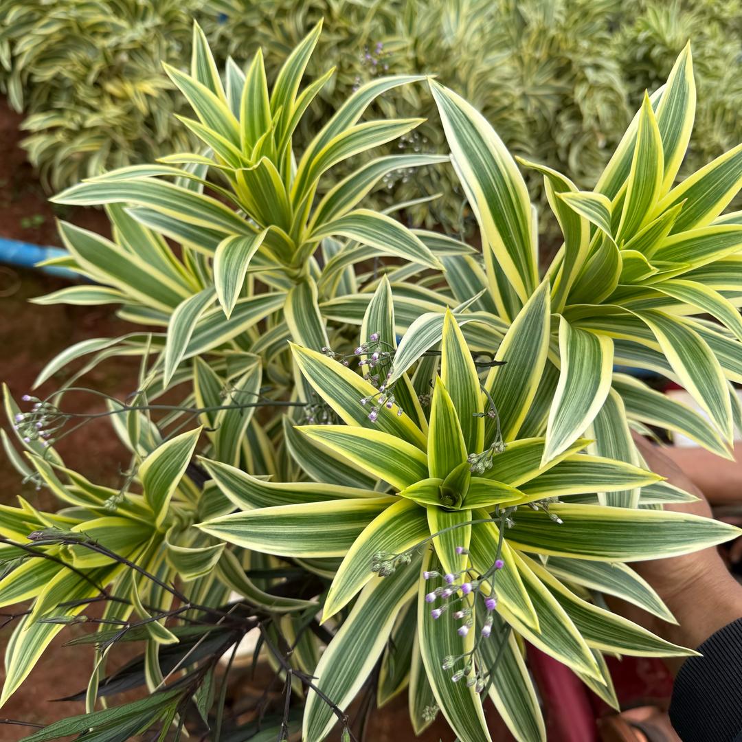 🌿晨欣（金边百合竹）切支源头（基地）