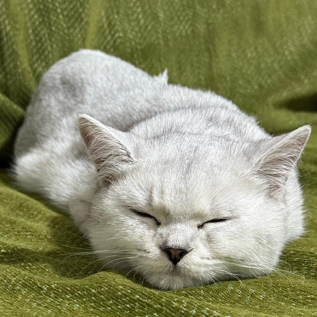 哈密海棠公馆萌萌