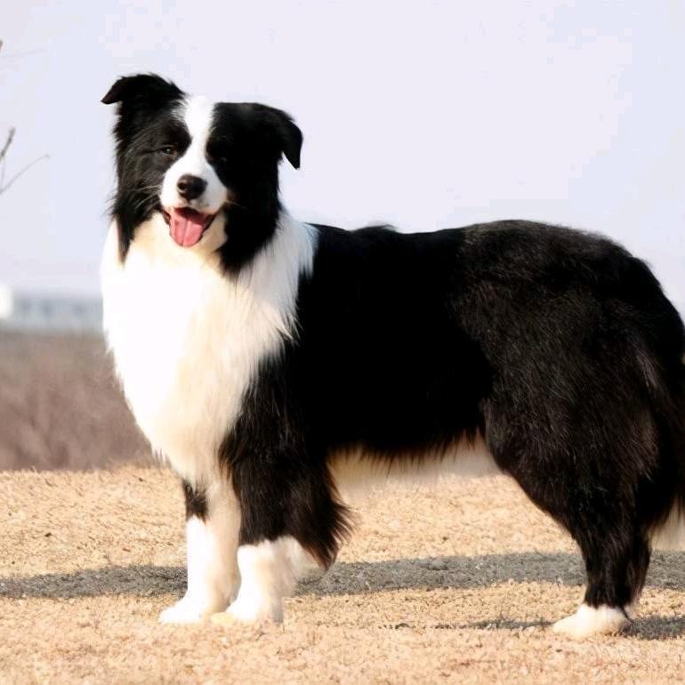 焦作旺族宠物乐园