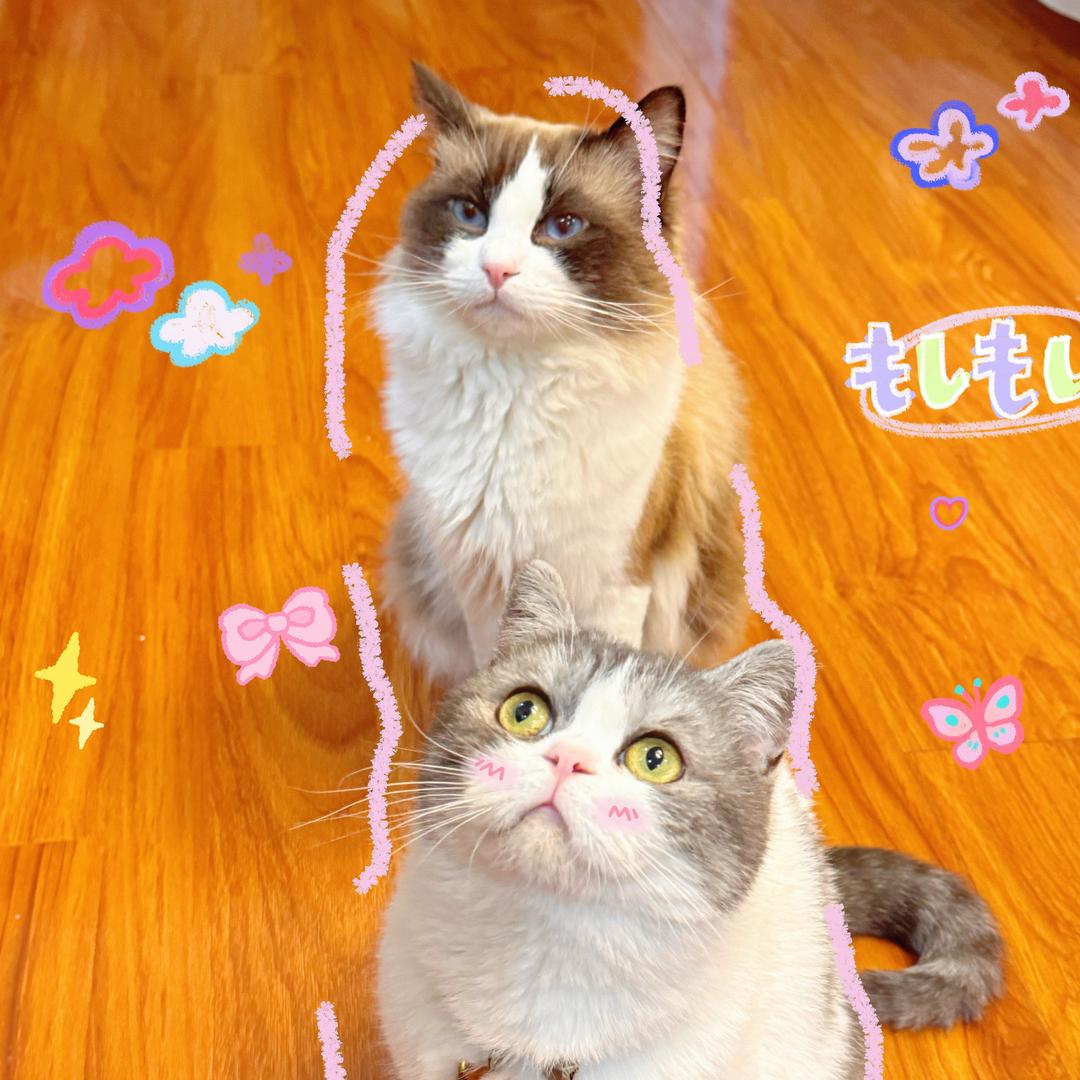 小猫不吃鱼（招财 咪咪）