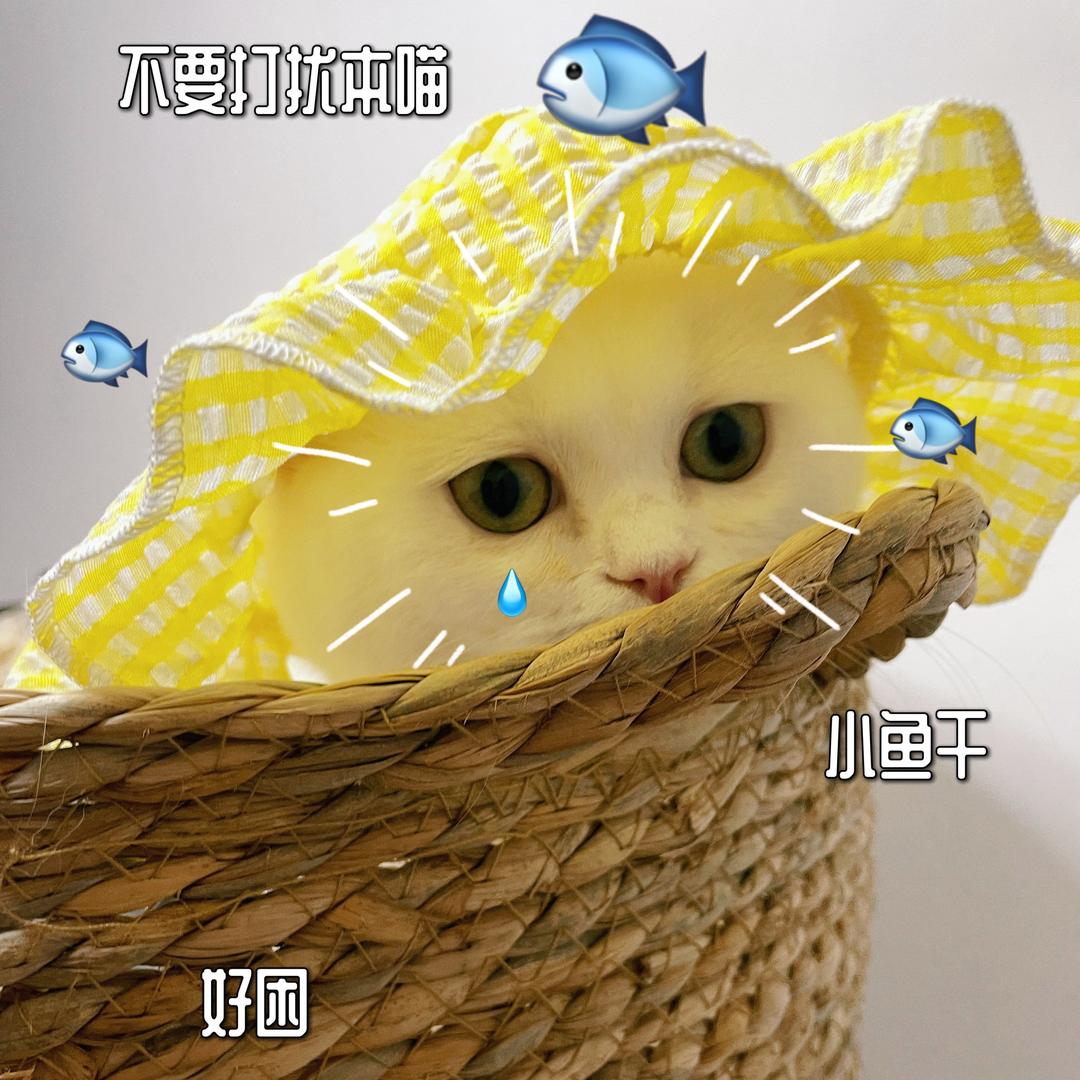 回家吃饭🥑🥑🥑