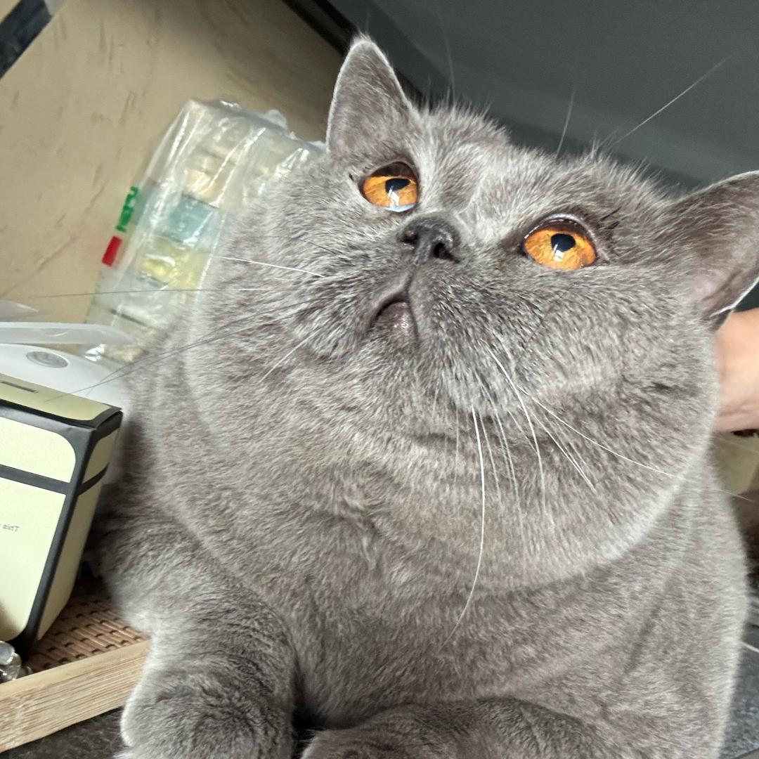 布鲁凯特（减脂版）