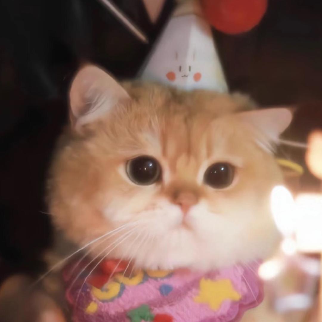 猫小六