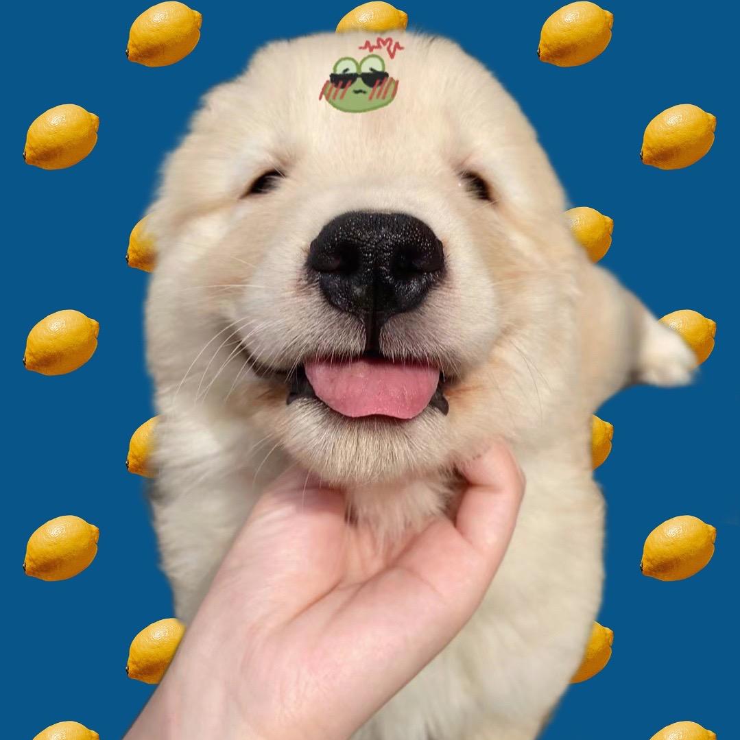 整个椰子🥥
