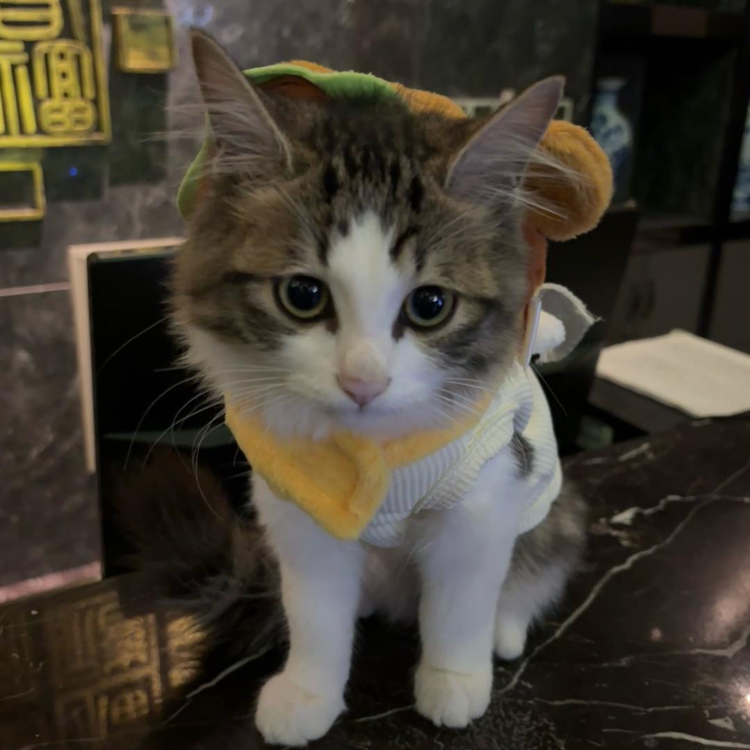 我保证本喵是天使