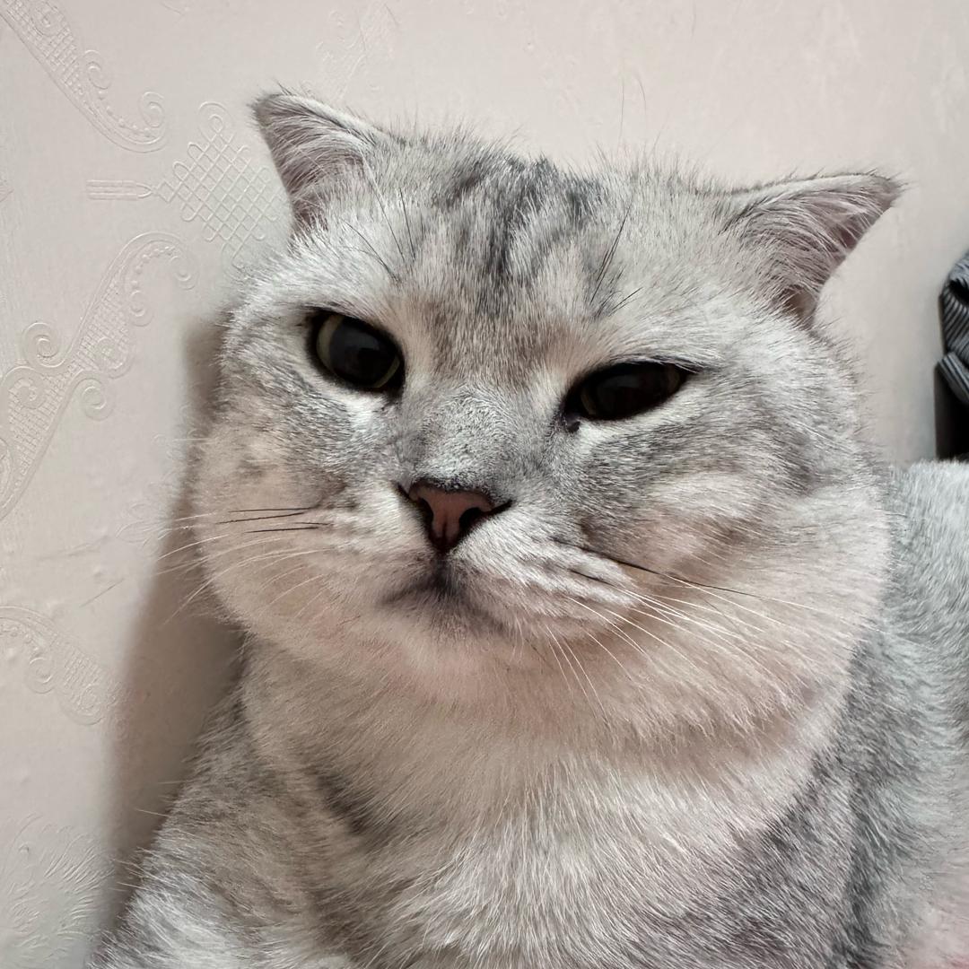 小懒懒