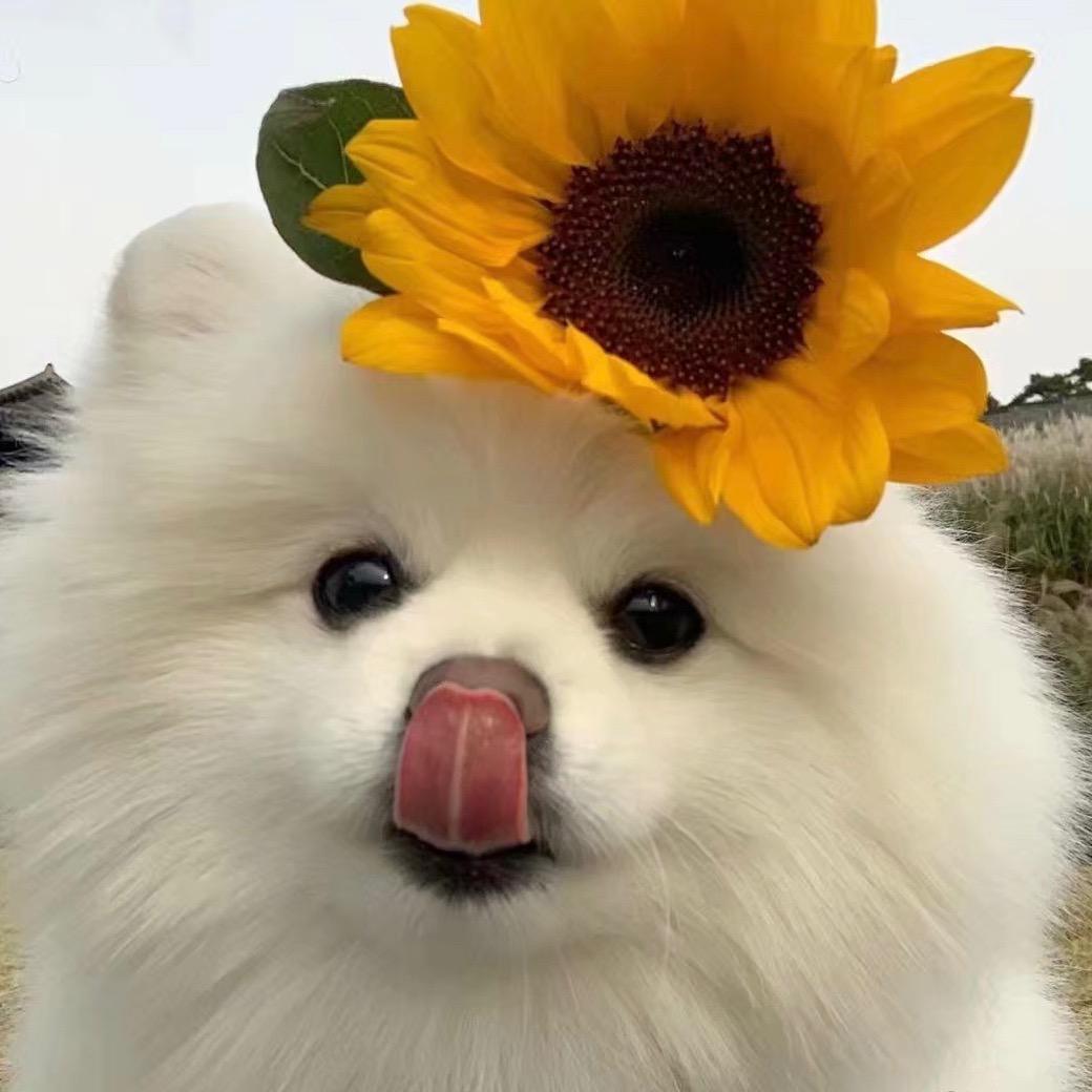 🌸恋爱不如跳W✨˃ʍ˂