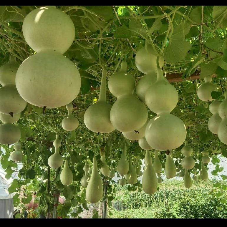 李哥葫芦种植