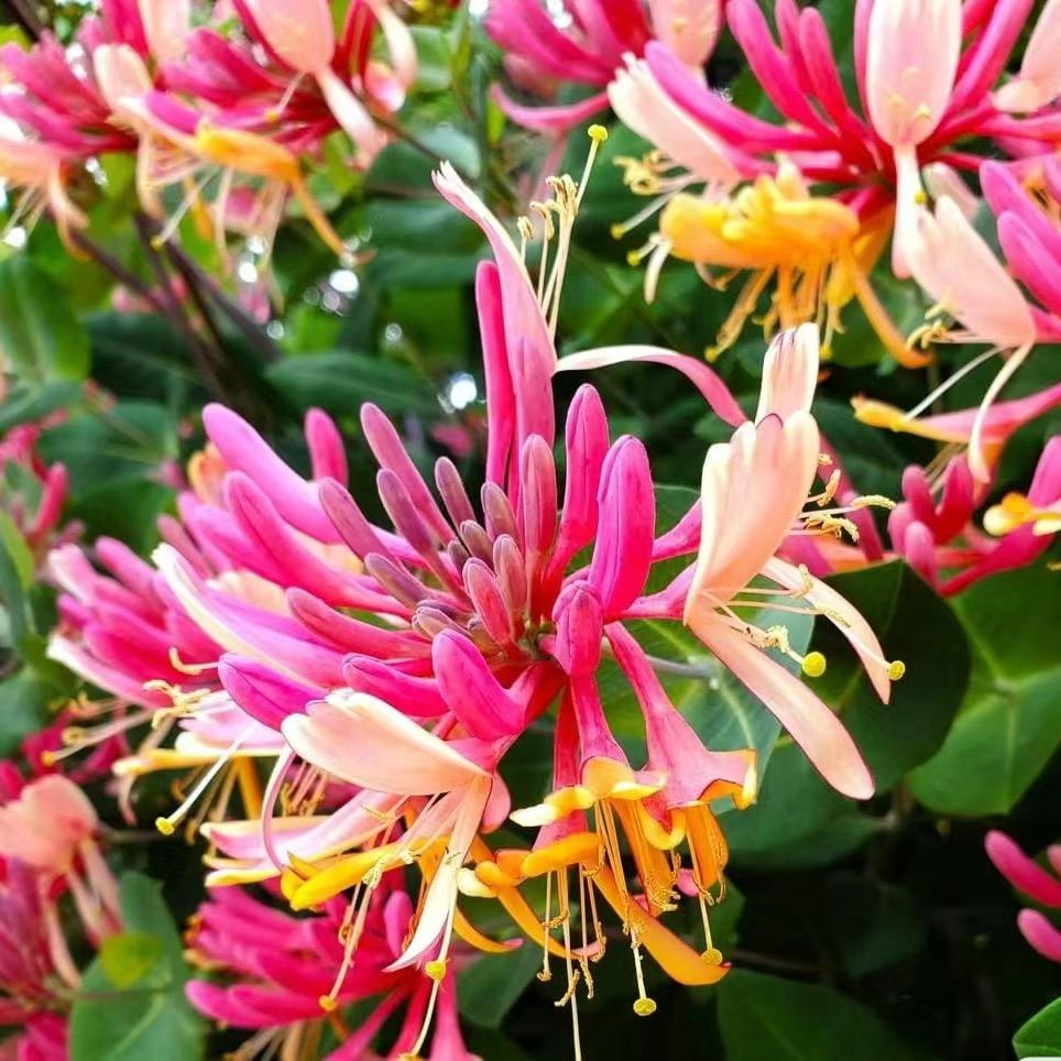 花香满院