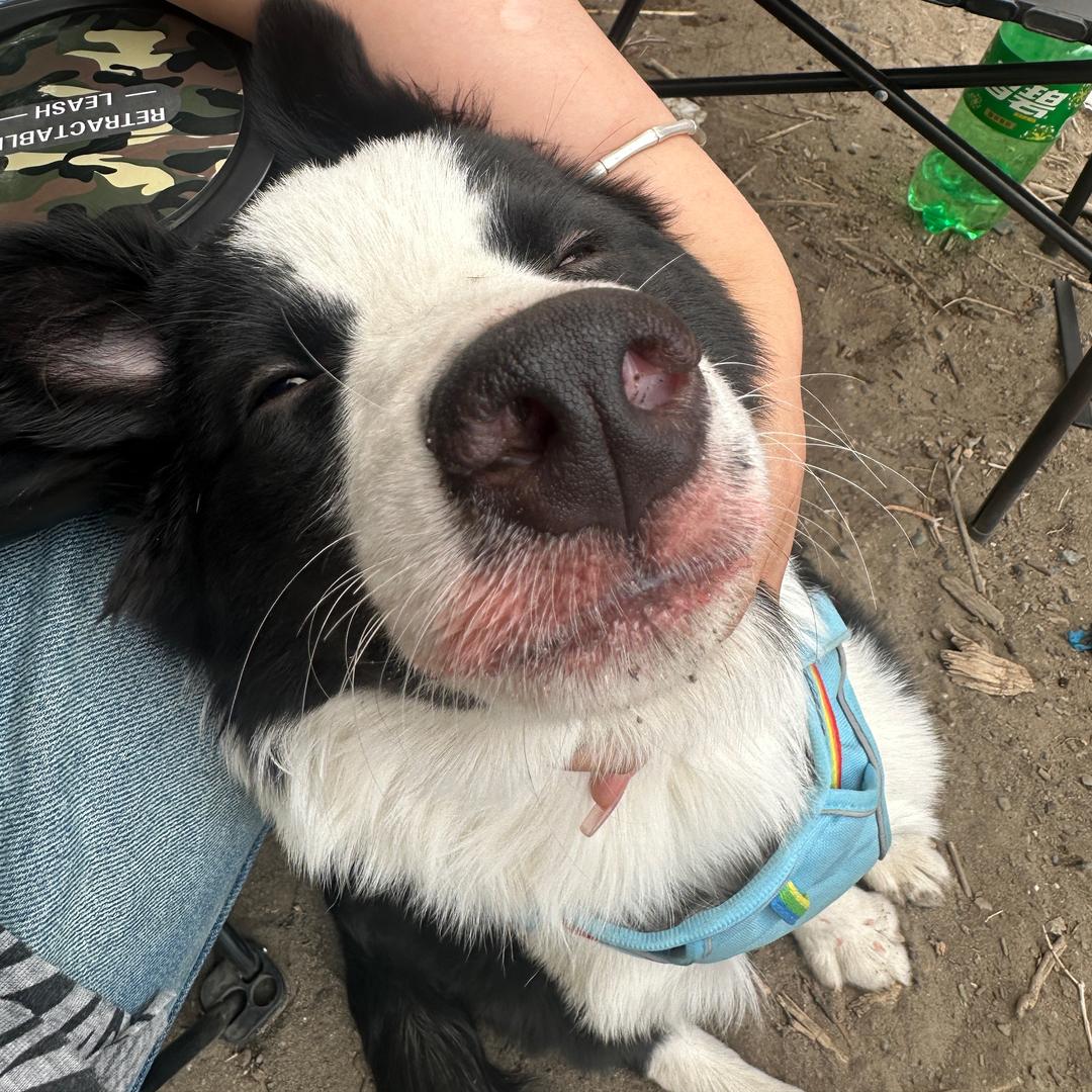 多多不是狗🐶〰️