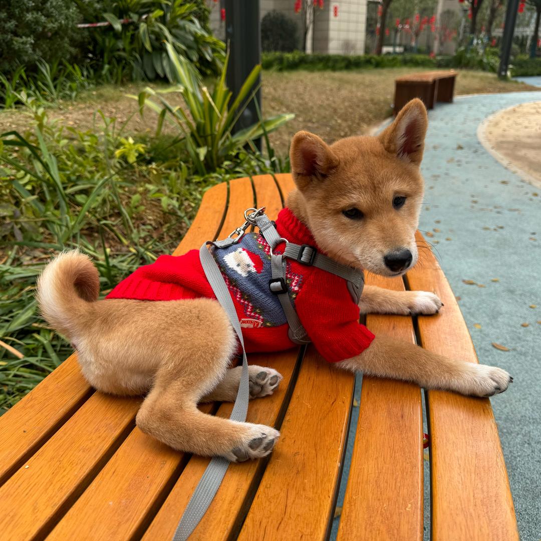十一是只小柴狗