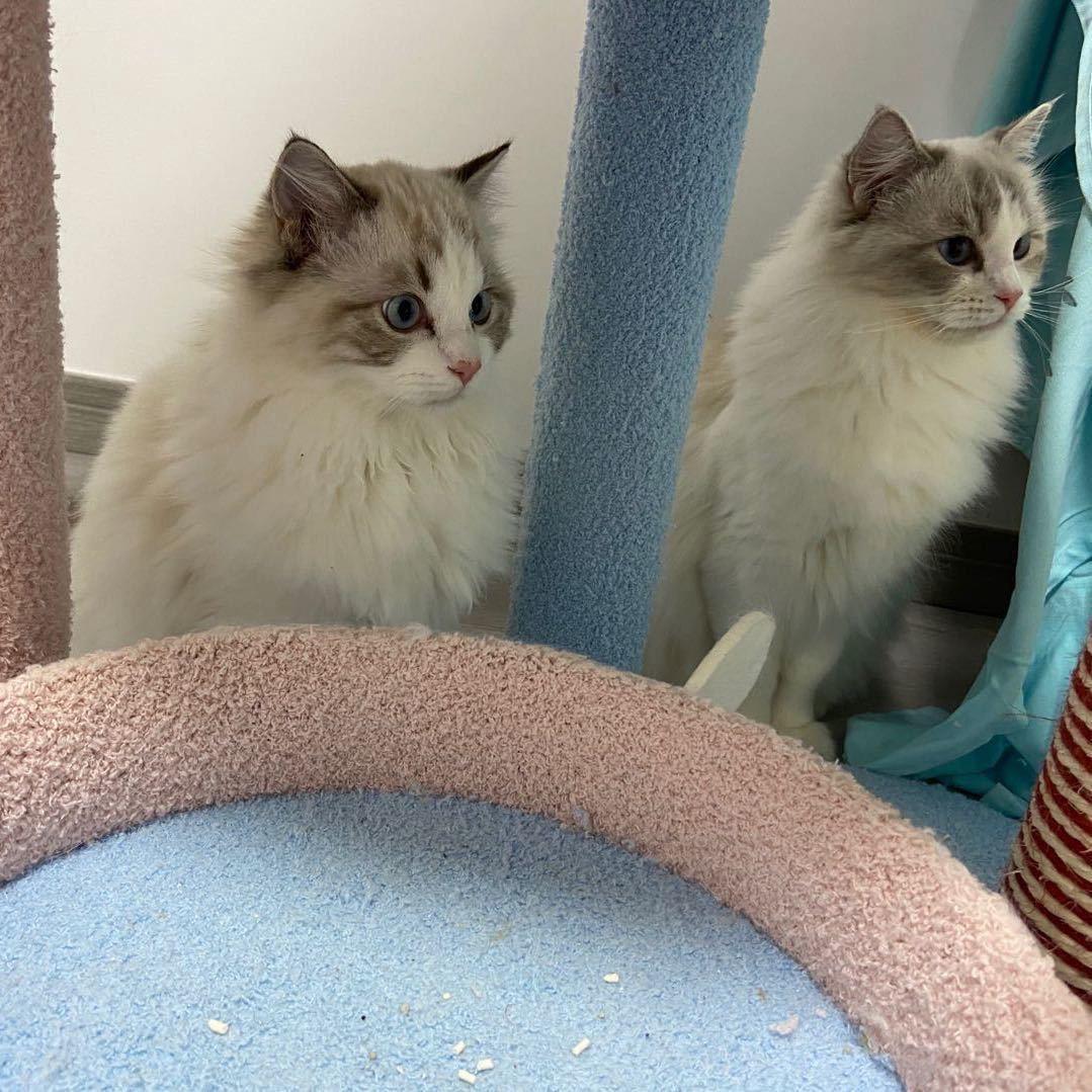 墩墩起司火锅！