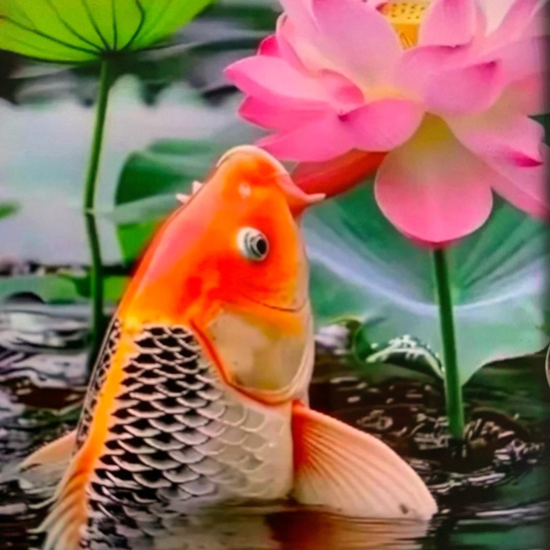 年年有鱼🐡🐠🐟