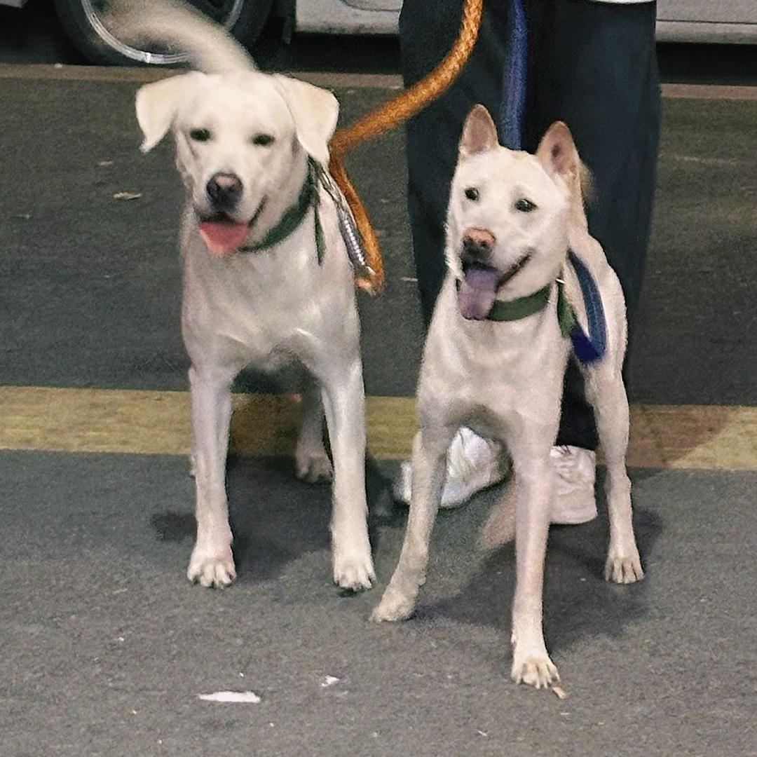 YMeiLe❤️（汉堡+元宝）🐶