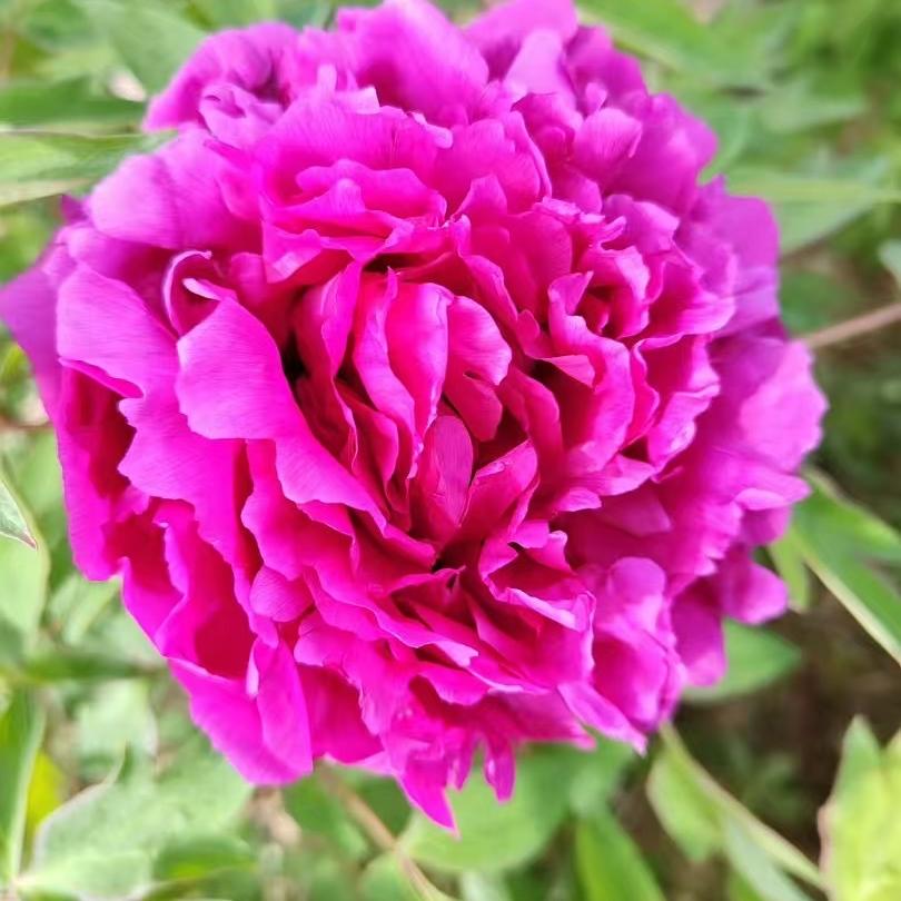 听香水榭花卉园艺