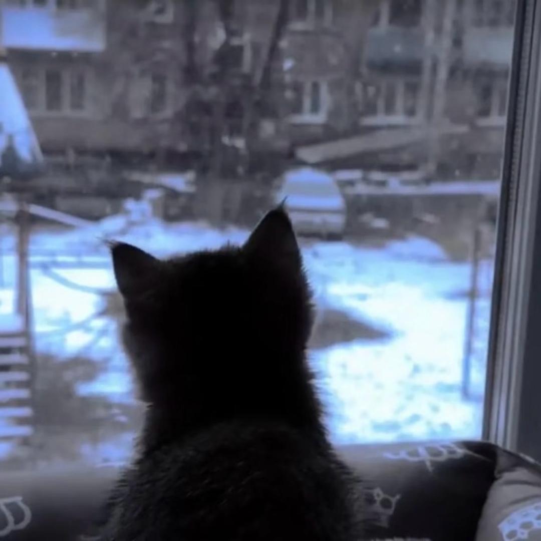 失眠的猫