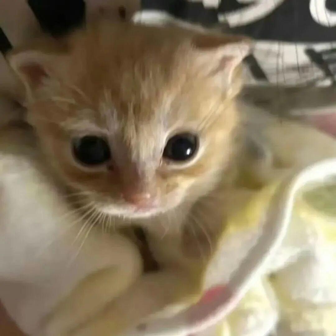 有猫腻
