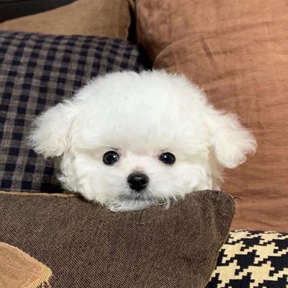 我困飞了