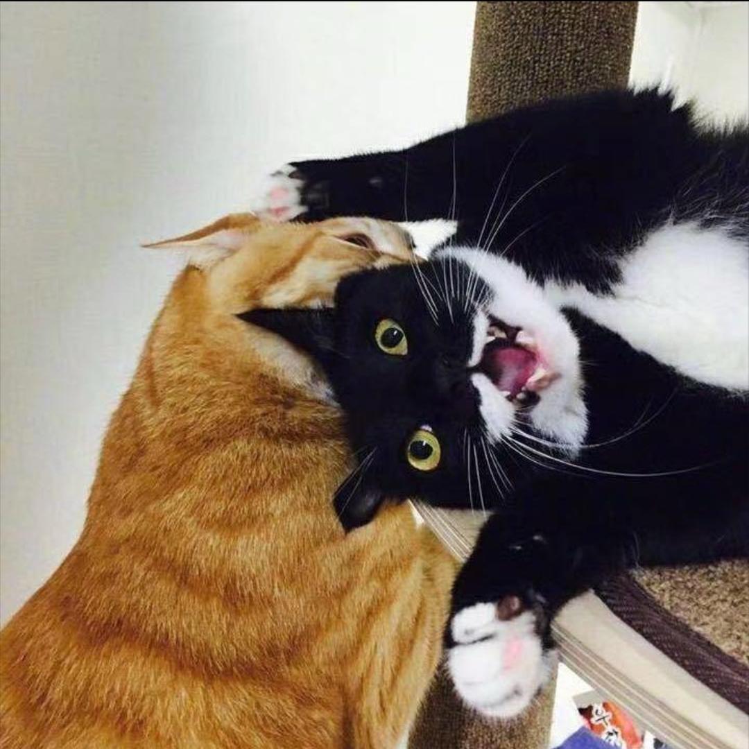 …