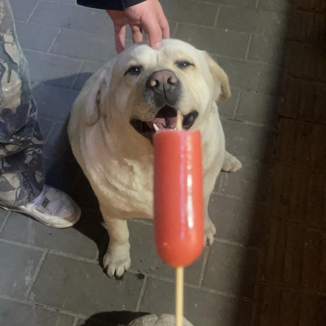 Yyyy