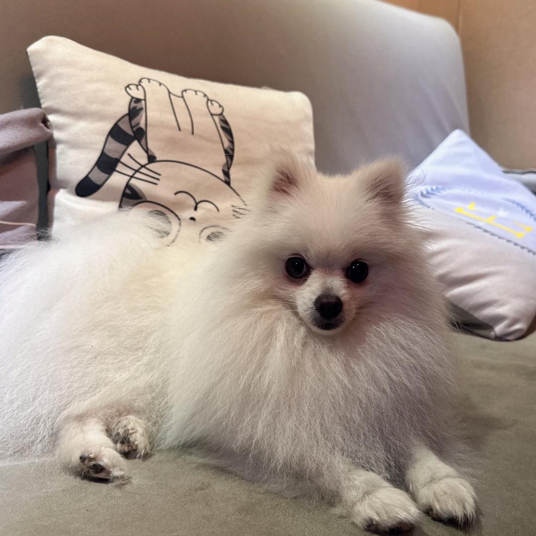 小丢丢