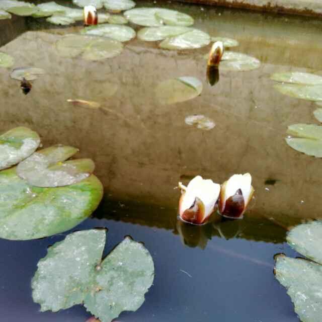 平安是福_