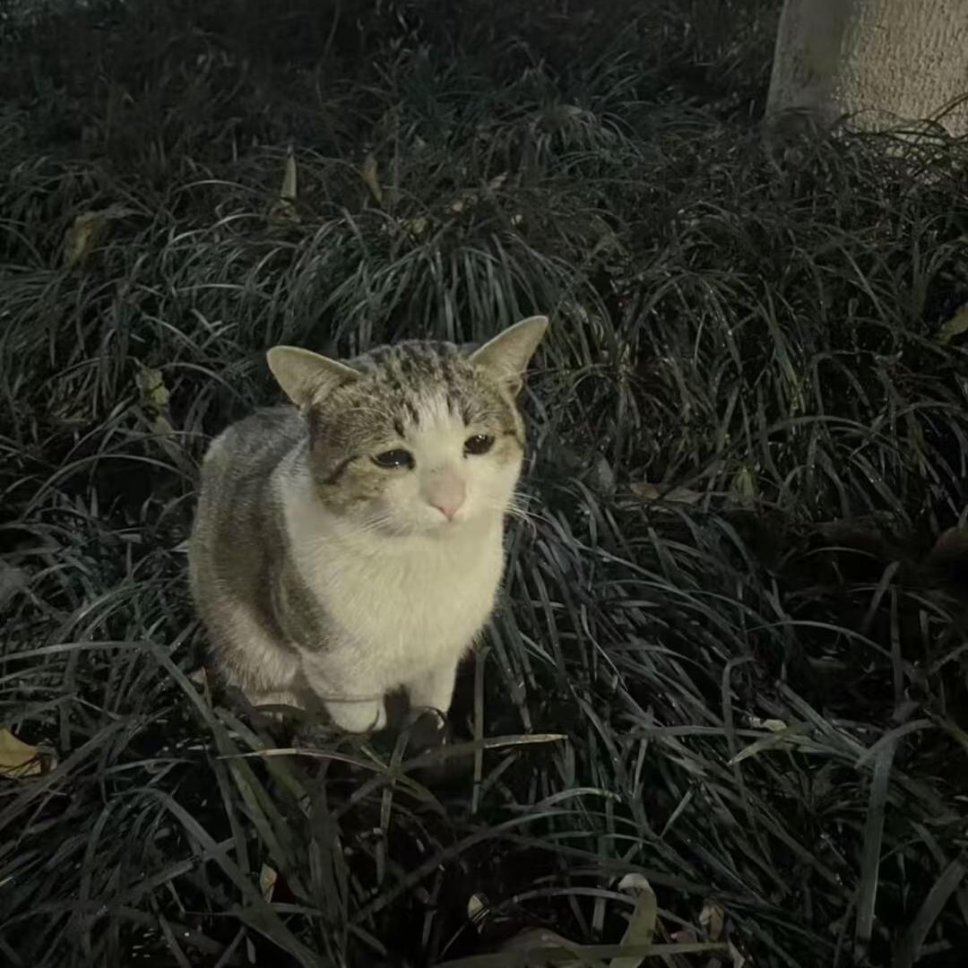 妹妹
