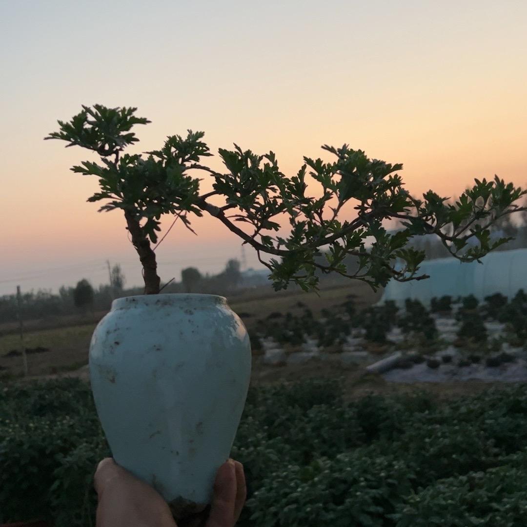 河南菊韵园艺有限公司