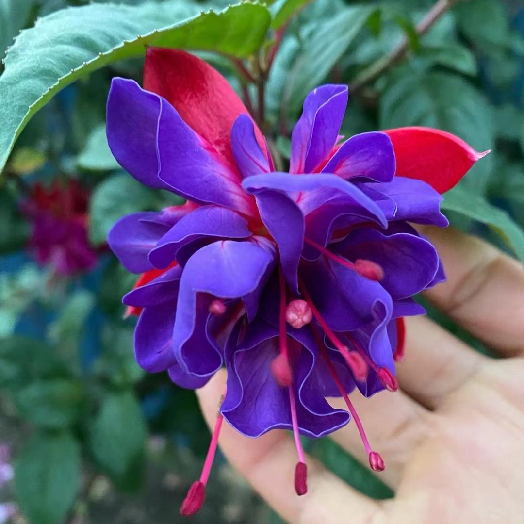 探花艺现花卉园艺