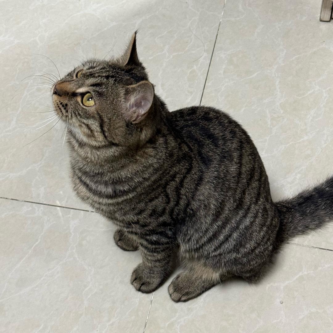 饱饱是只猫
