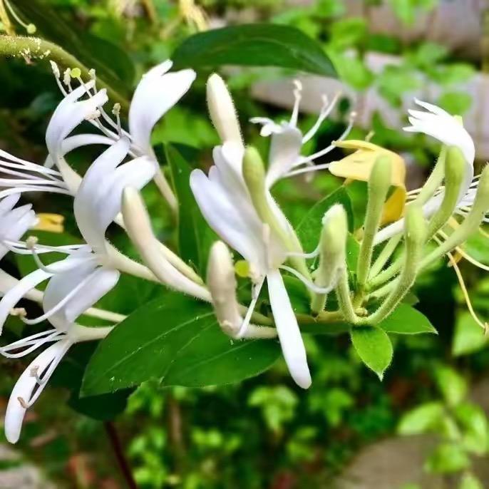 万种花6789