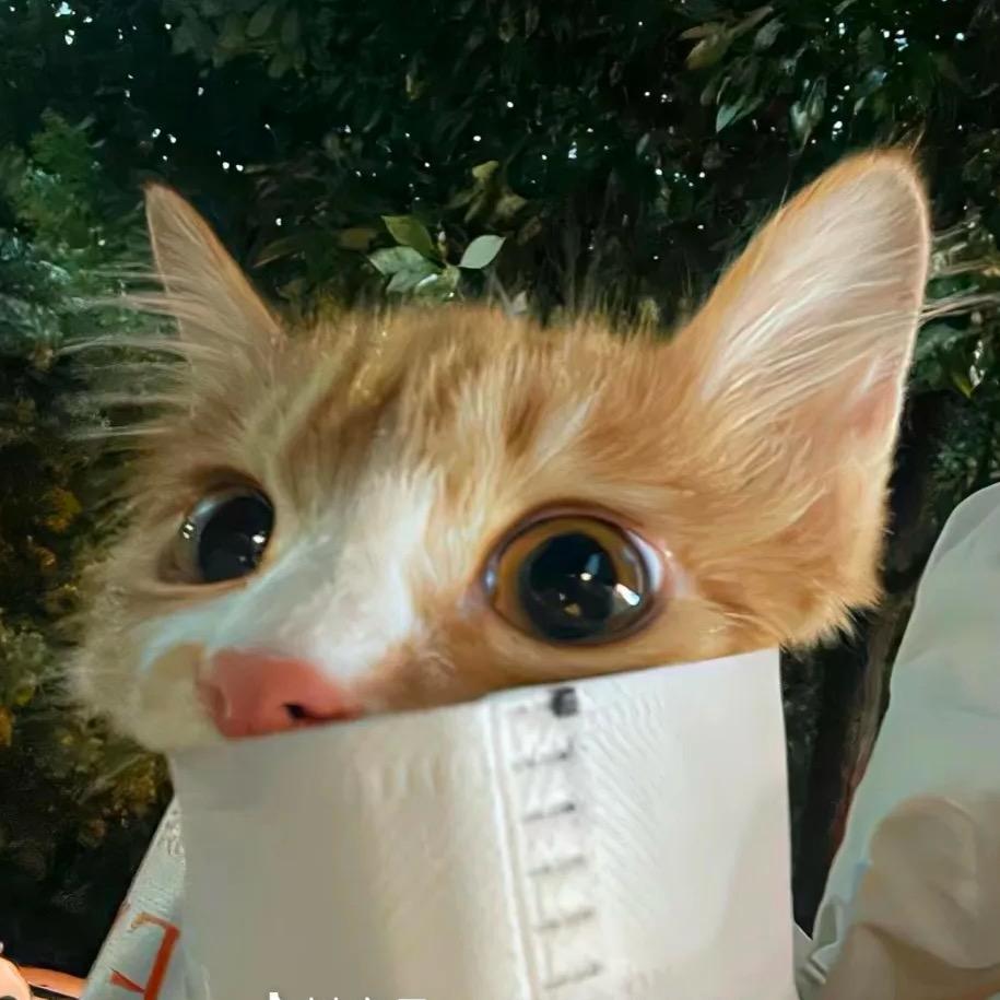 扶着小猫过马路