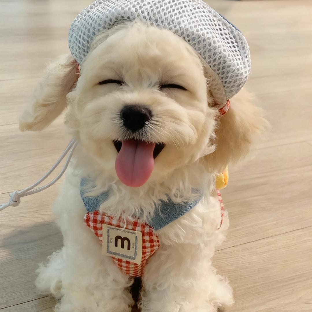 大强_是只可卡布🐶