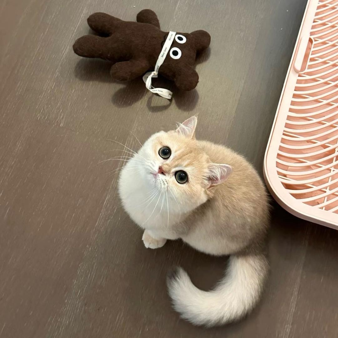 牛牛