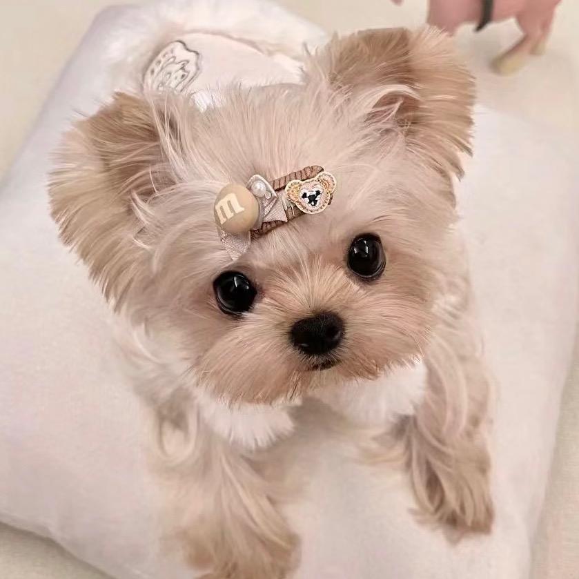 哈巴狗🐶