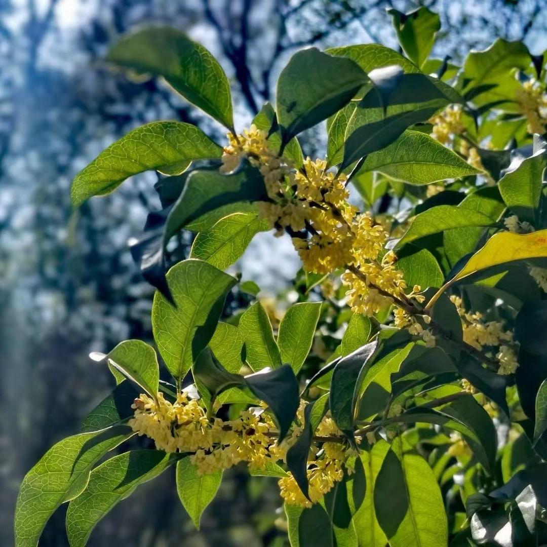 北京悦茗茶行