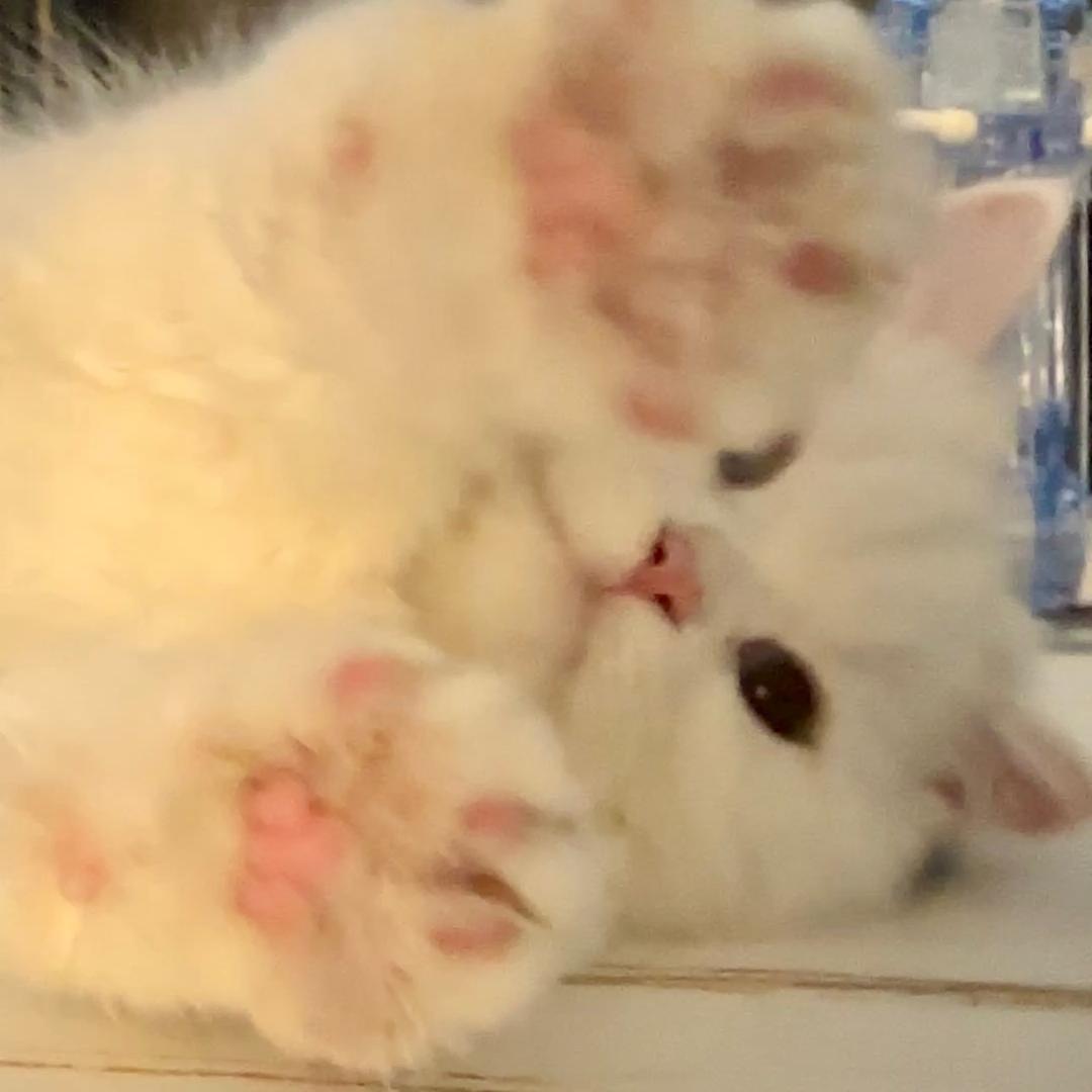 黏黏不是猫