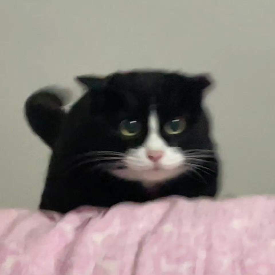y.