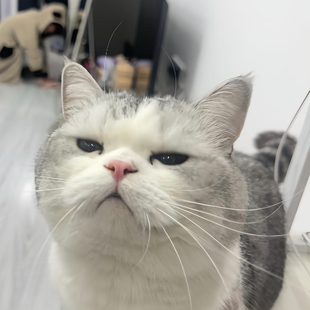 汤圆滚滚