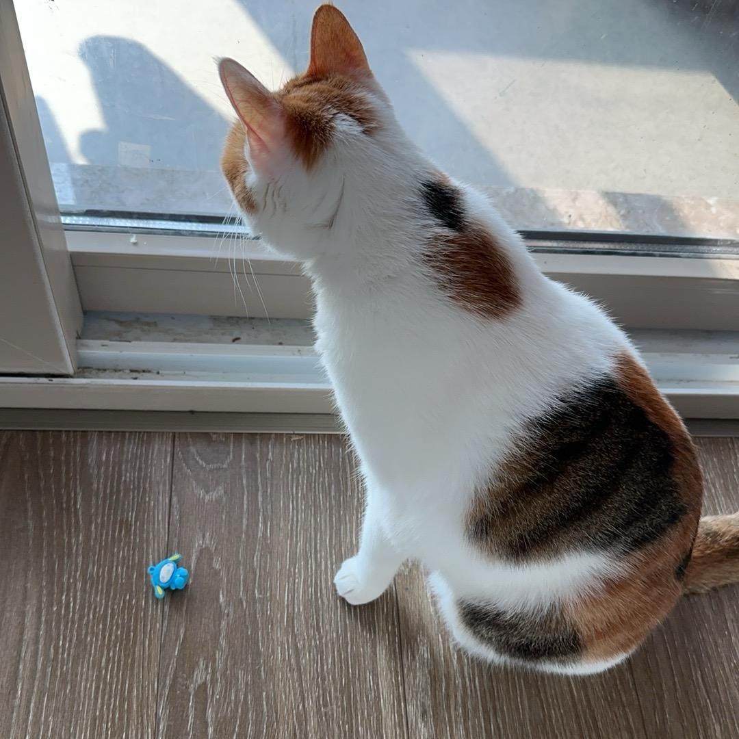 桃子味的日落🌇