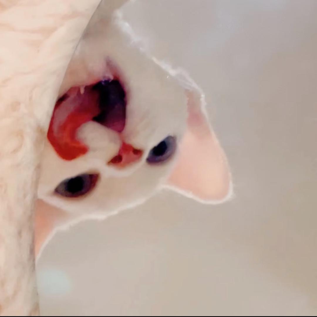 汪汪涵ᥫ᭡