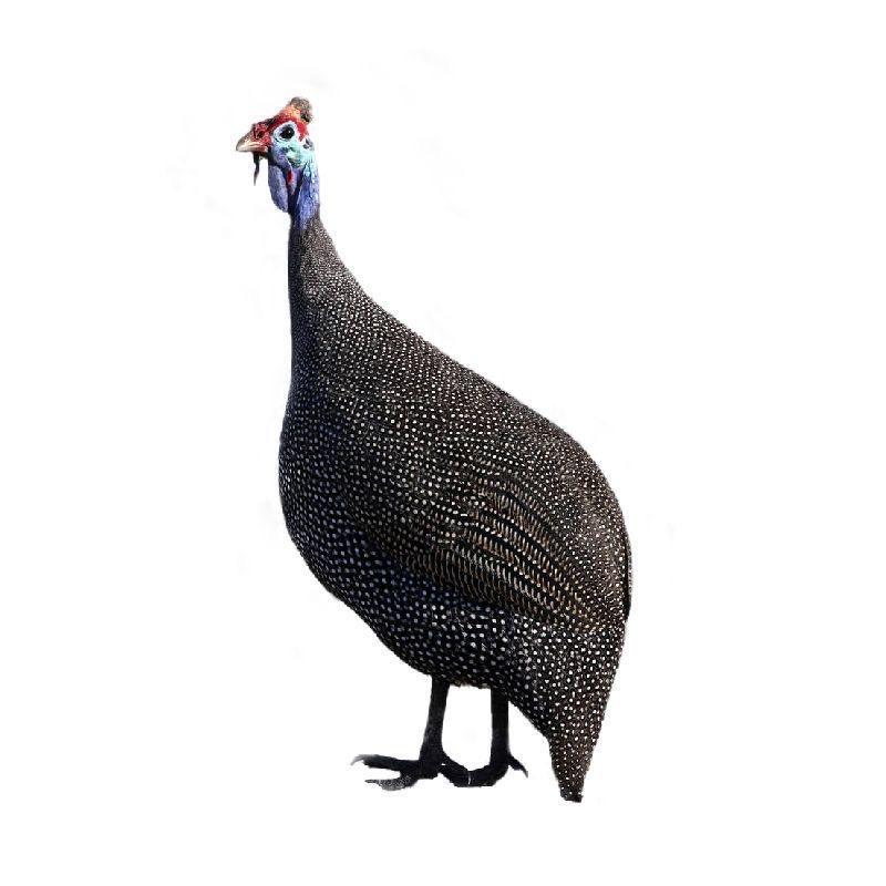 牧顺养殖源头工厂店