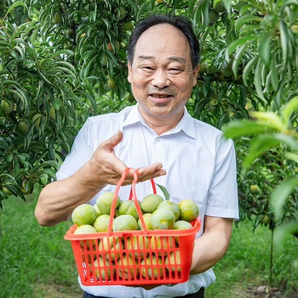 同脆溧果业-溧阳李子书记
