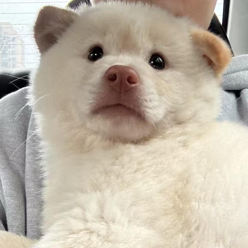 海苔