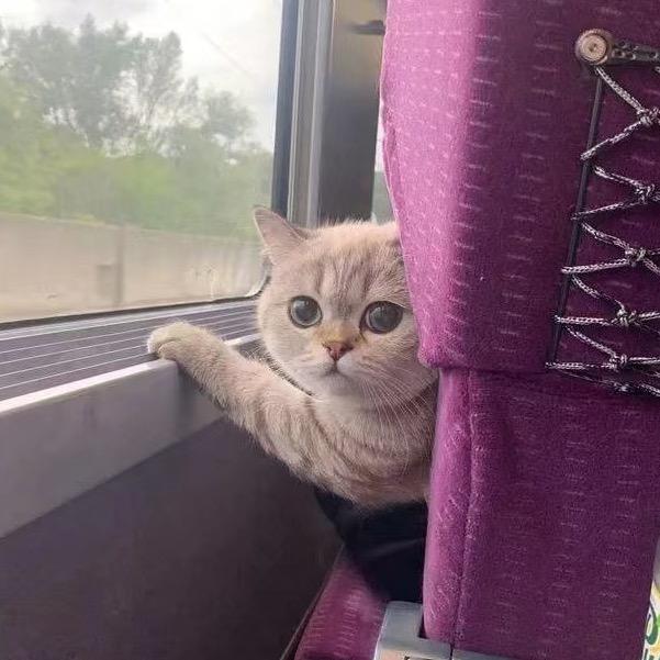 黎小小在狂胖(存钱买猫版)