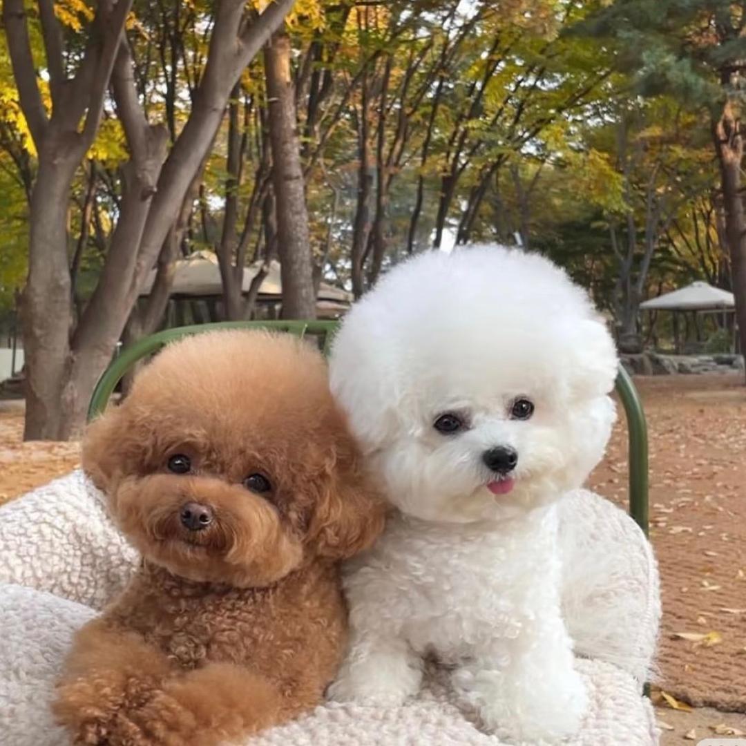 糖球不吃糖