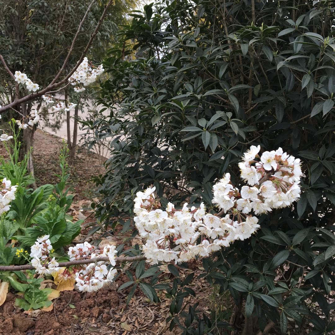 相约明天