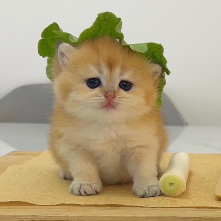 猫猫备忘录