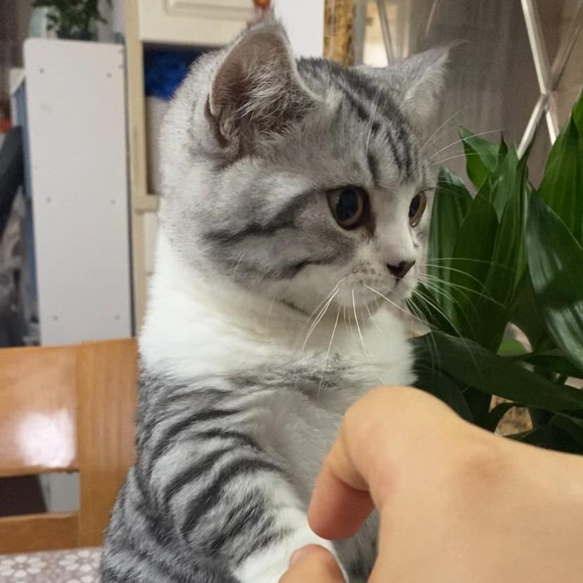 豆沙包是只猫